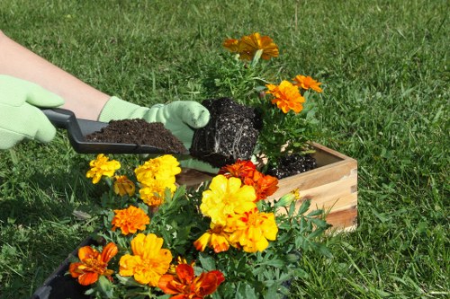 A gardener wearing light green gardening gloves is positioned on a well-maintained grassy lawn, using a small black trowel to plant a mature black rock or stone into a rectangular wooden planter box. The planter contains vibrant yellow and orange marigold flowers in full bloom, with some greenery visible around the flower beds. The scene is set outdoors in a garden area, with natural daylight enhancing the lush green background and highlighting the bright floral colours. The overall environment appears tidy and carefully maintained, reflecting professional gardening and landscape care typical of services in Charlton, south-east London, with a focus on sustainable garden design and outdoor plant care. The image captures a moment of planting activity amidst a rich, healthy lawn and natural surroundings, showcasing a lush, decorative garden space suitable for residential or community settings. The textures of the soil, wooden planter, and flowering plants are vividly detailed, emphasizing quality outdoor gardening work.